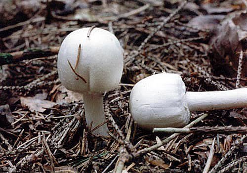 Mushroom (Agaricus sylvicola) photo and description