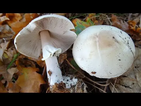 Mushroom (Agaricus sylvicola) photo and description