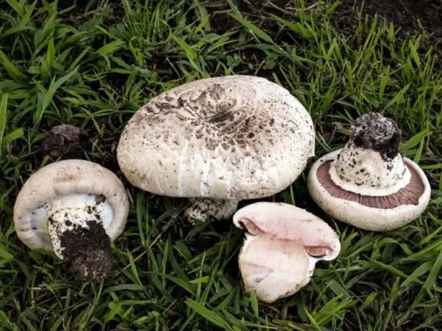 Mushroom Bernard: edibility, description and photo