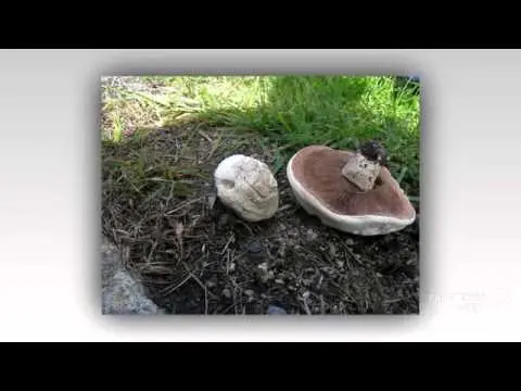 Mushroom Bernard: edibility, description and photo