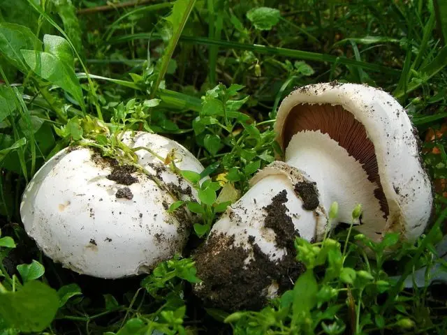 Mushroom Bernard: edibility, description and photo