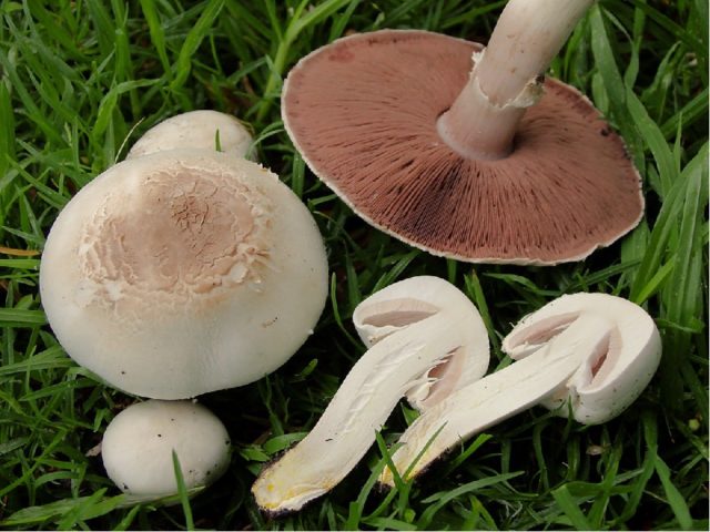 Mushroom Bernard: edibility, description and photo