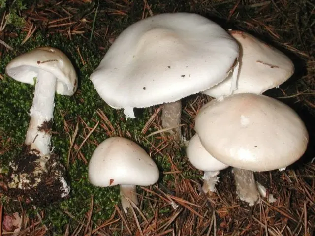 Mushroom Bernard: edibility, description and photo