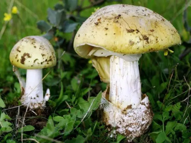 Mushroom Bernard: edibility, description and photo