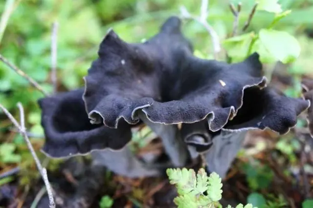 Mushroom black chanterelle: what it looks like, edible or not, photo