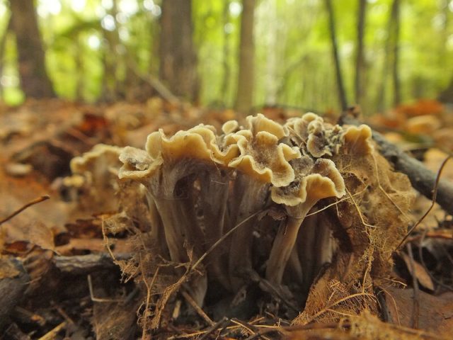 Mushroom black chanterelle: what it looks like, edible or not, photo