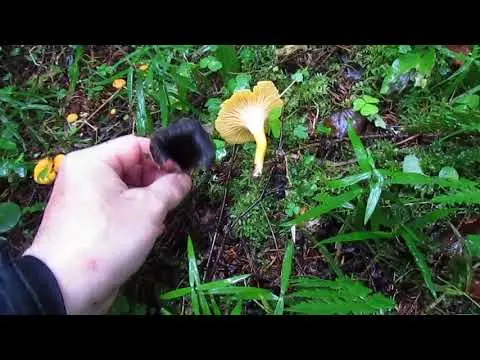 Mushroom black chanterelle: what it looks like, edible or not, photo