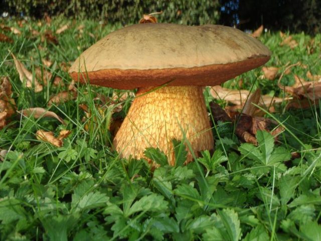 Mushroom boletus: description and photo, types, false twins