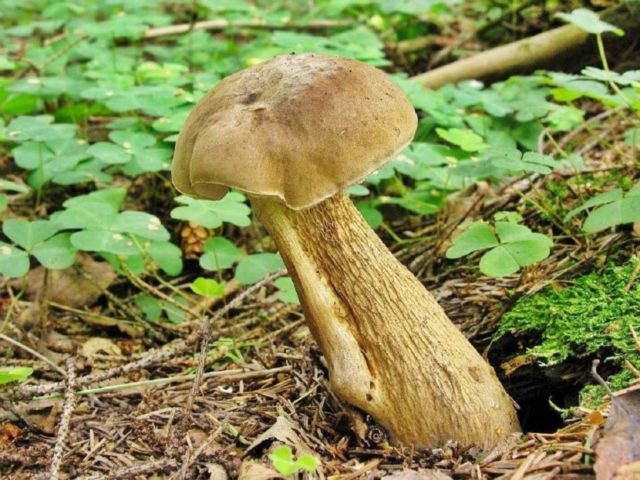 Mushroom boletus: description and photo, types, false twins