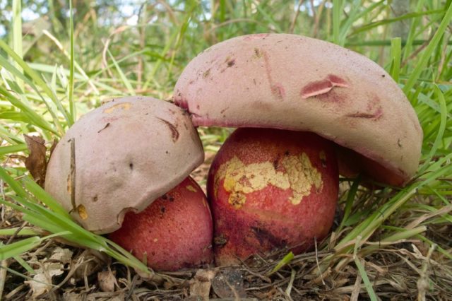 Mushroom boletus: description and photo, types, false twins