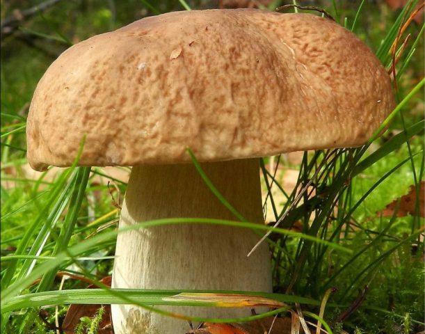 Mushroom boletus: description and photo, types, false twins