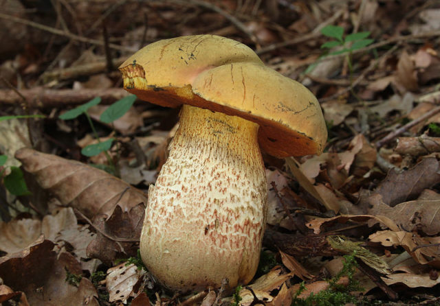 Mushroom boletus: description and photo, types, false twins