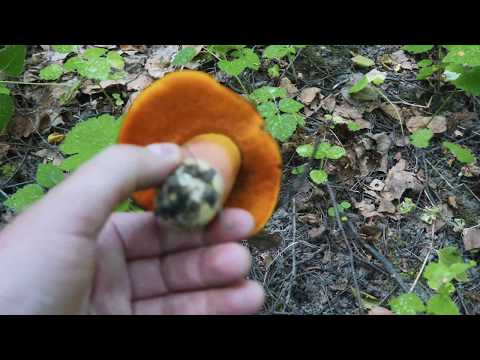 Mushroom boletus: description and photo, types, false twins