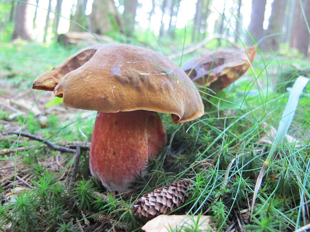 Mushroom boletus: description and photo, types, false twins