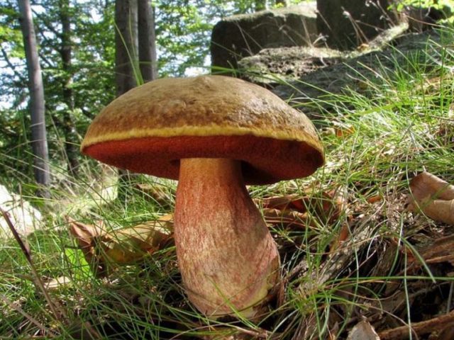 Mushroom boletus: description and photo, types, false twins