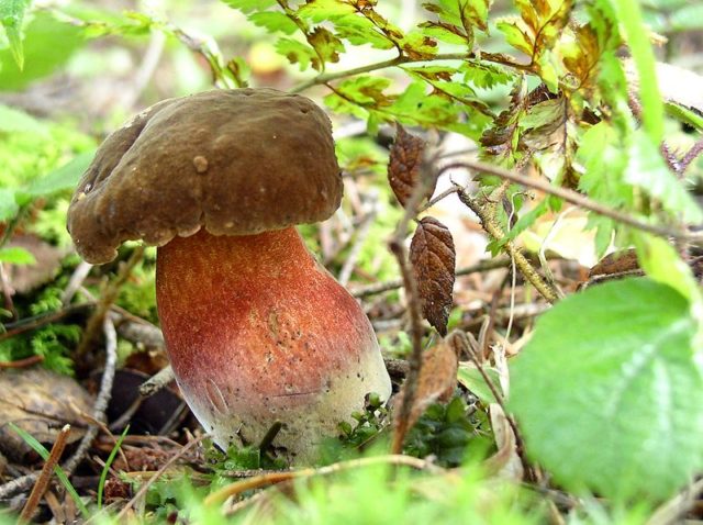 Mushroom boletus: description and photo, types, false twins