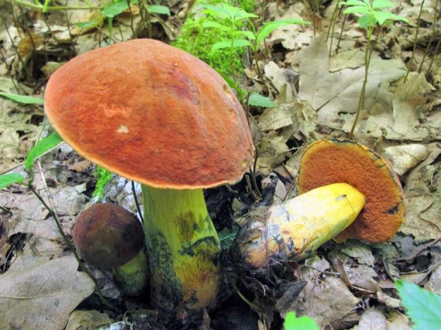 Mushroom boletus: description and photo, types, false twins