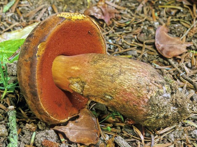 Mushroom boletus: description and photo, types, false twins