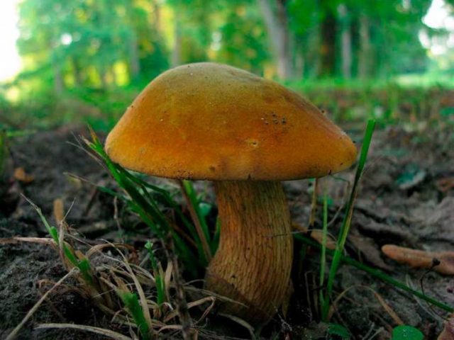 Mushroom boletus: description and photo, types, false twins