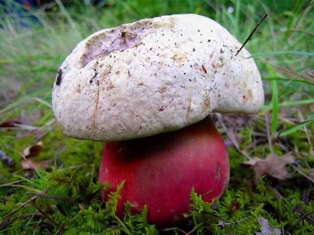 Mushroom boletus: description and photo, types, false twins