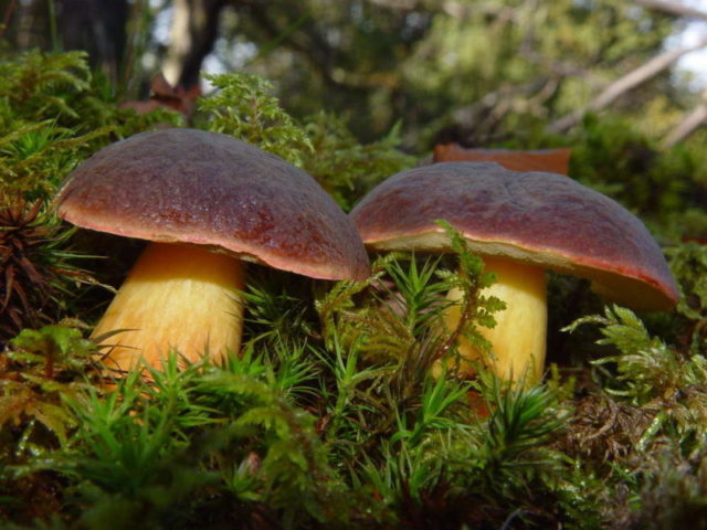 Mushroom boletus: description and photo, types, false twins