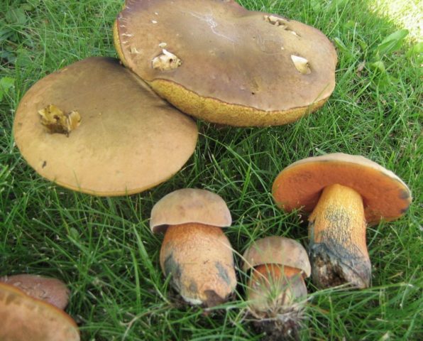 Mushroom bruise: preparation, photo and description