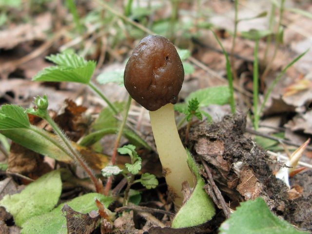 Mushroom cap conical: photo and description