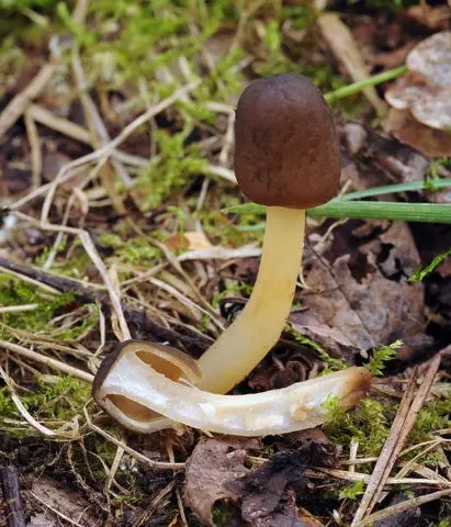 Mushroom cap conical: photo and description