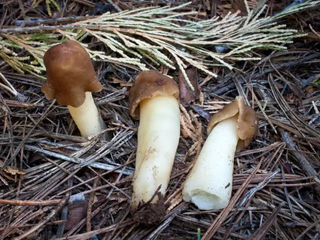 Mushroom cap conical: photo and description