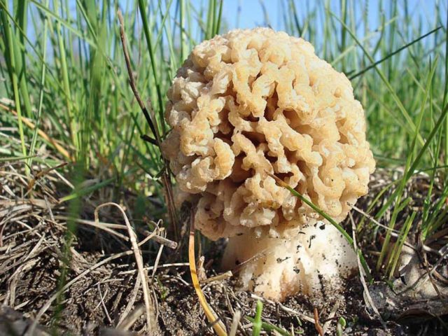 Mushroom cap conical: photo and description