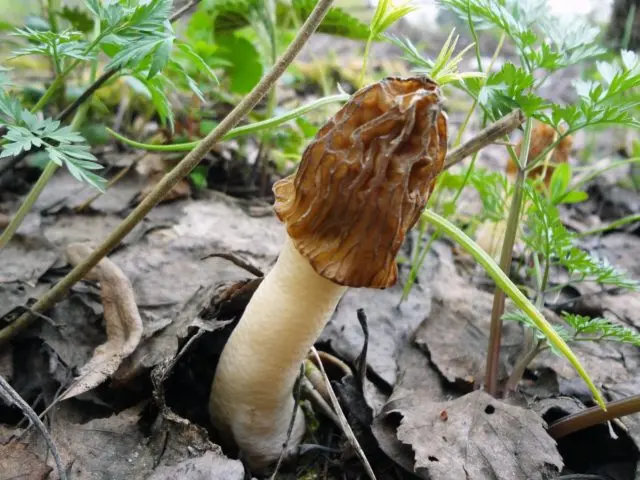 Mushroom cap conical: photo and description