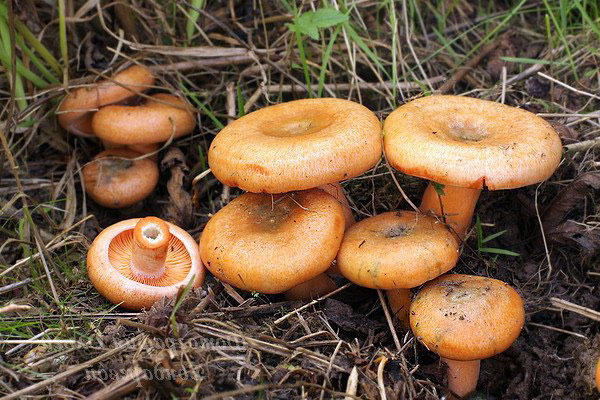 Mushroom caviar from boiled mushrooms - recipes for the winter