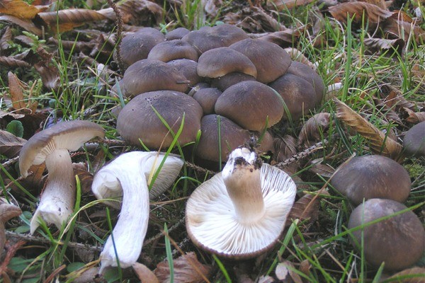 Mushroom caviar from boiled mushrooms - recipes for the winter