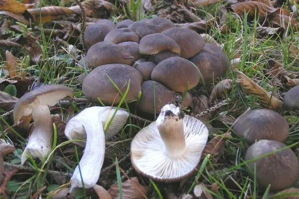 Mushroom caviar from boiled mushrooms - recipes for the winter