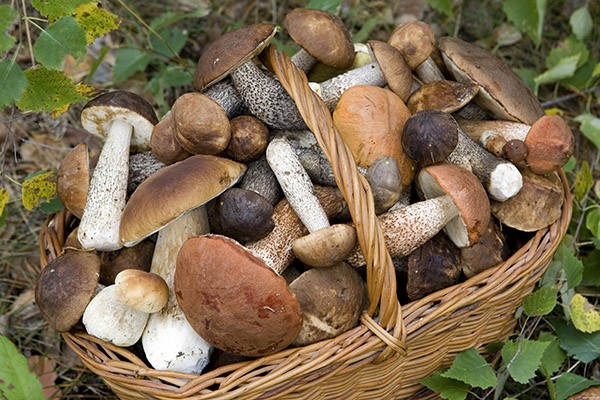 Mushroom caviar from boiled mushrooms - recipes for the winter