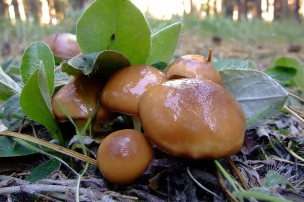 Mushroom caviar from boiled mushrooms - recipes for the winter