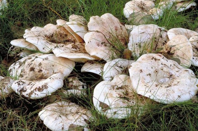 Mushroom caviar from milk mushrooms for the winter