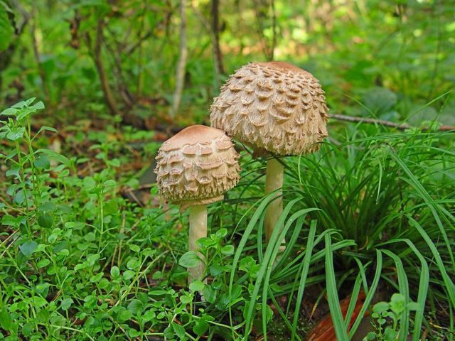 Mushroom chicken coop (umbrella blushing): description and photo