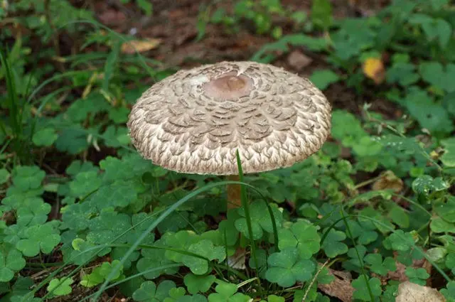 Mushroom chicken coop (umbrella blushing): description and photo