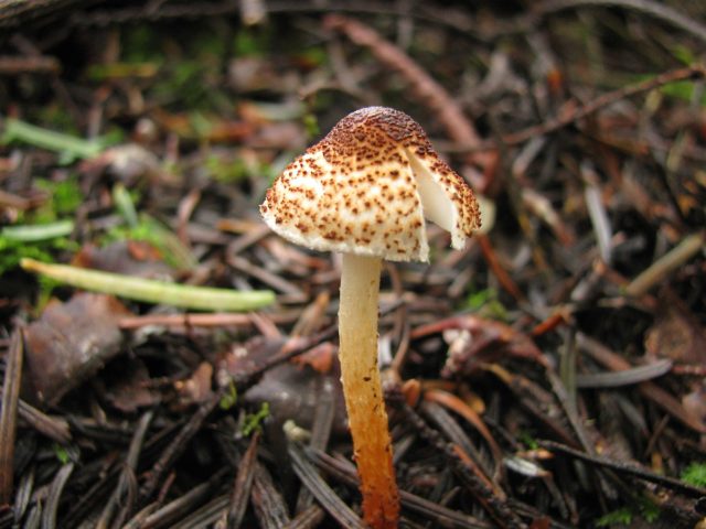 Mushroom chicken coop (umbrella blushing): description and photo