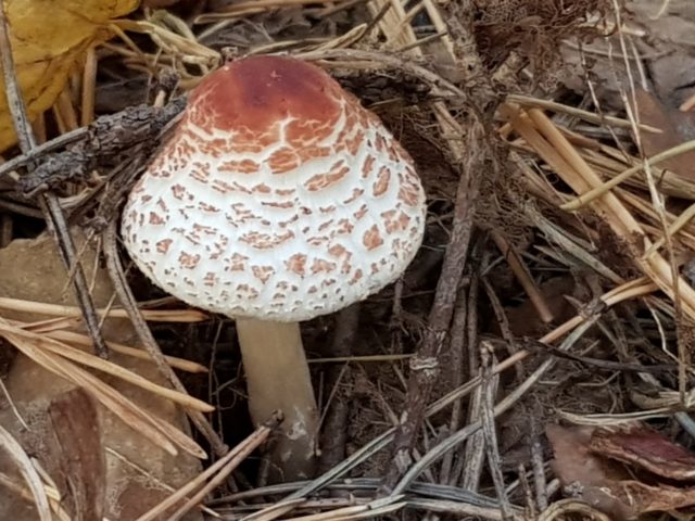 Mushroom chicken coop (umbrella blushing): description and photo