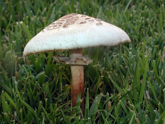 Mushroom chicken coop (umbrella blushing): description and photo