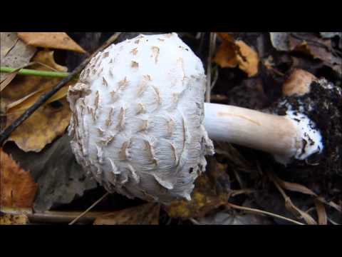 Mushroom chicken coop (umbrella blushing): description and photo