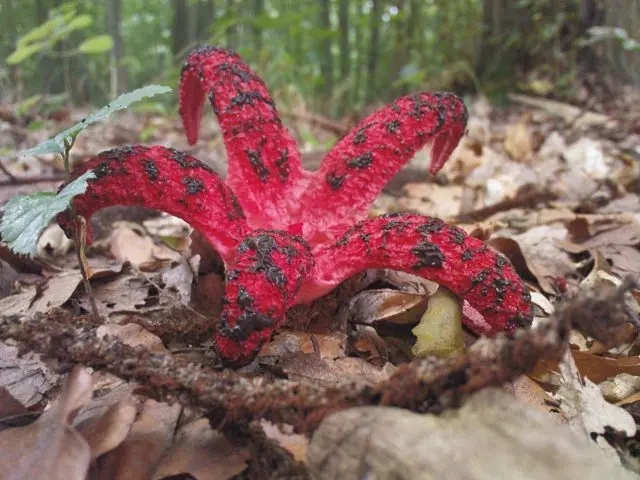 Mushroom Clathrus Archer: description and photo