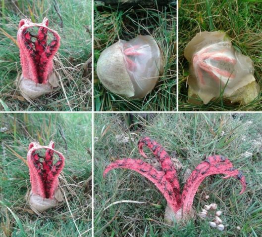 Mushroom Clathrus Archer: description and photo