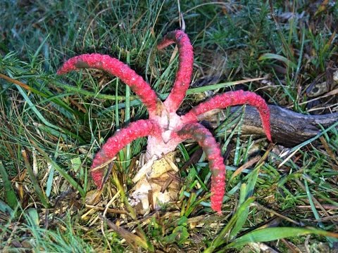 Mushroom Clathrus Archer: description and photo