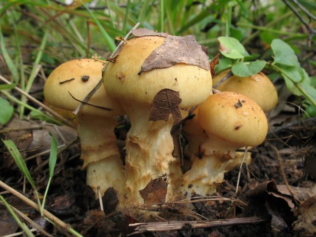 Mushroom cobweb yellow (triumphal, yellow bog): photo and description, recipes