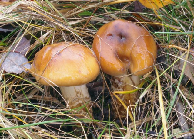 Mushroom cobweb yellow (triumphal, yellow bog): photo and description, recipes