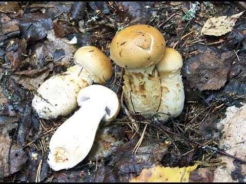 Mushroom cobweb yellow (triumphal, yellow bog): photo and description, recipes