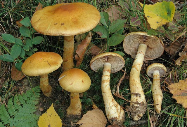 Mushroom cobweb yellow (triumphal, yellow bog): photo and description, recipes